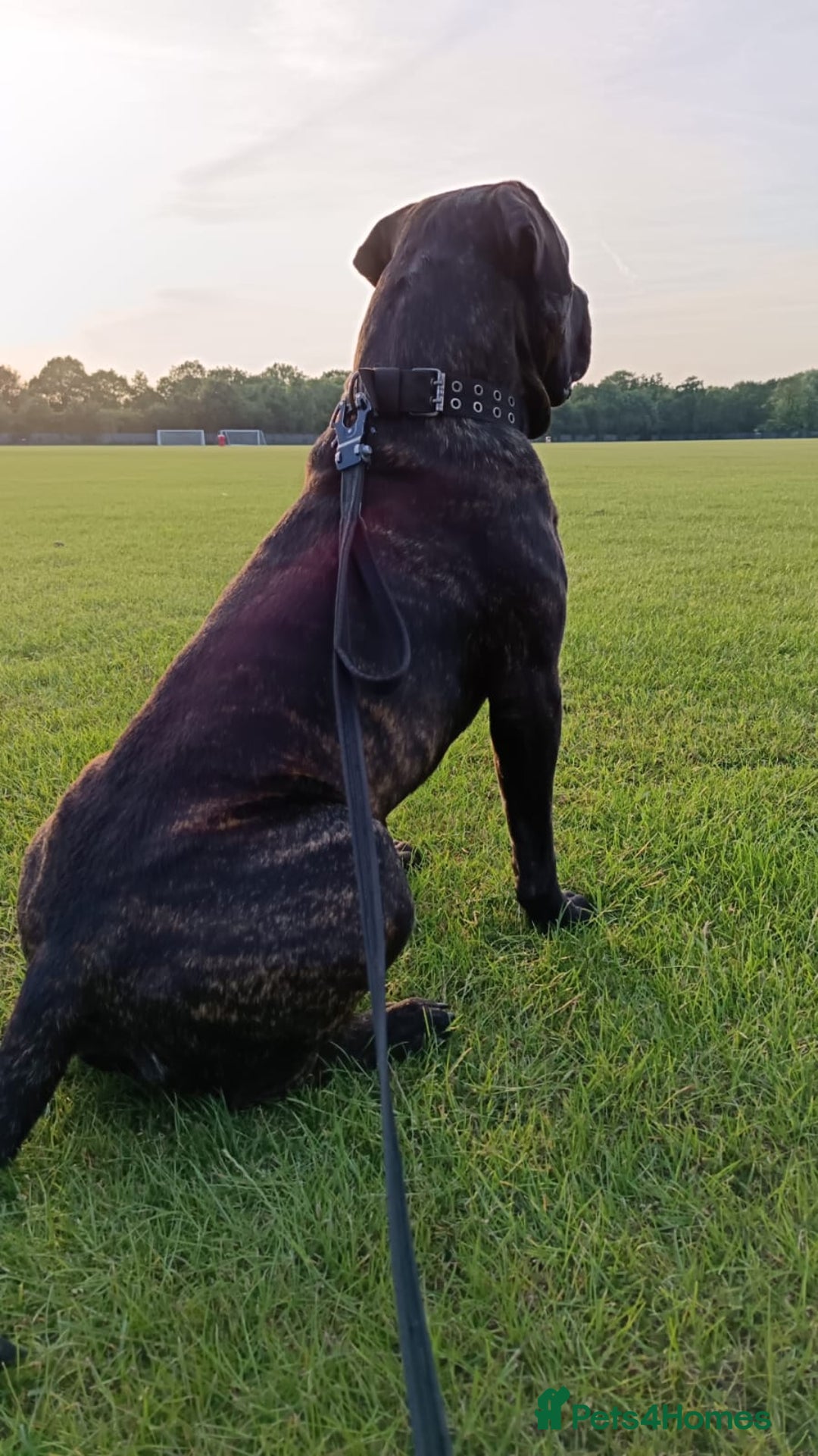 Presa Canario dogs for stud: Perro de Presa Canario for stud  - Image 5