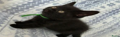 British Shorthair Kitten 4