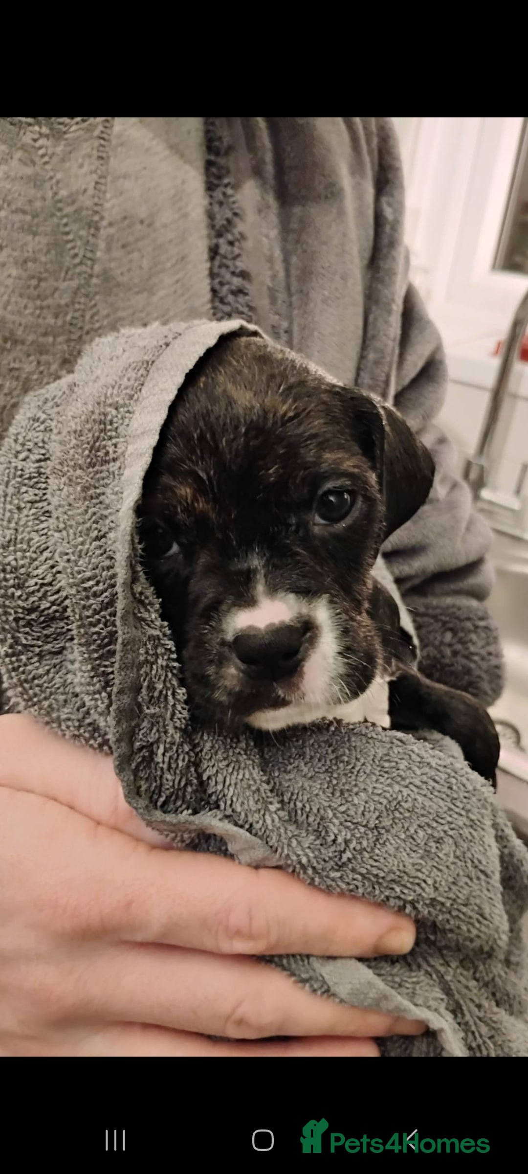 Mixed Breed dogs for sale: Cane Corso cross American bulldog puppy's  - Advert 14