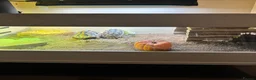 Hermann Tortoise reptiles for sale: Two Herman tortoises  in Salford - Advert 2