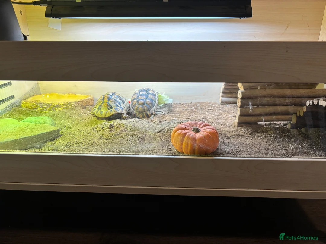 Hermann Tortoise reptiles for sale: Two Herman tortoises  in Salford - Advert 2