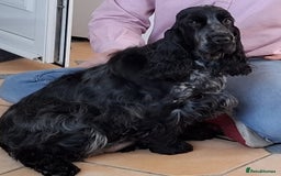 Cocker Spaniel dogs for sale: Beautiful Blue Roan Cocker Spaniel female kc 2y 8m - Image 1
