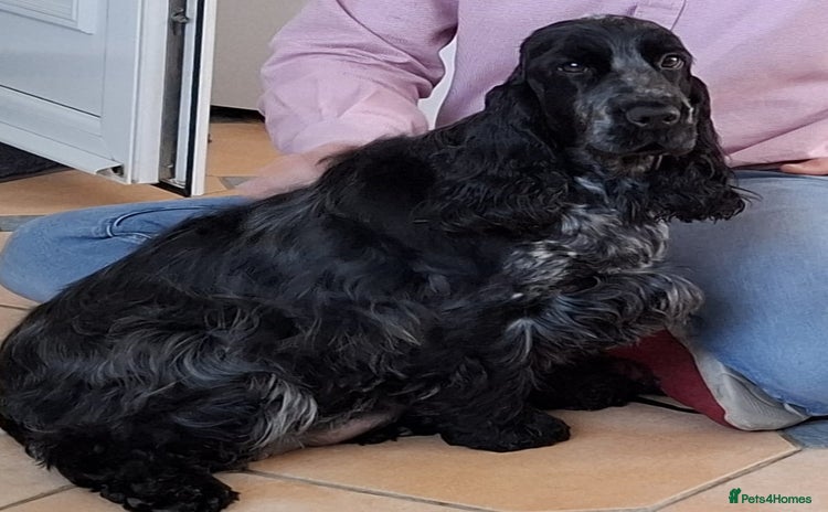 Cocker Spaniel dogs - Advert 6