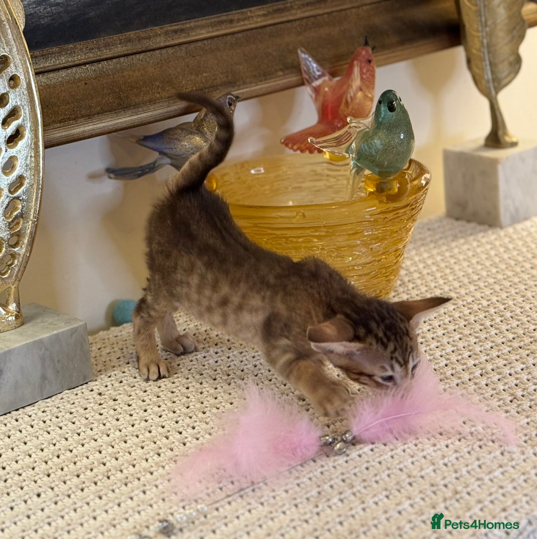 Oriental cats for sale: Superb TICA Registered Siamese & Oriental Babies - Advert 6