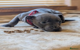 Staffordshire Bull Terrier dogs for sale: Blue/blue&white staffs - Image 28