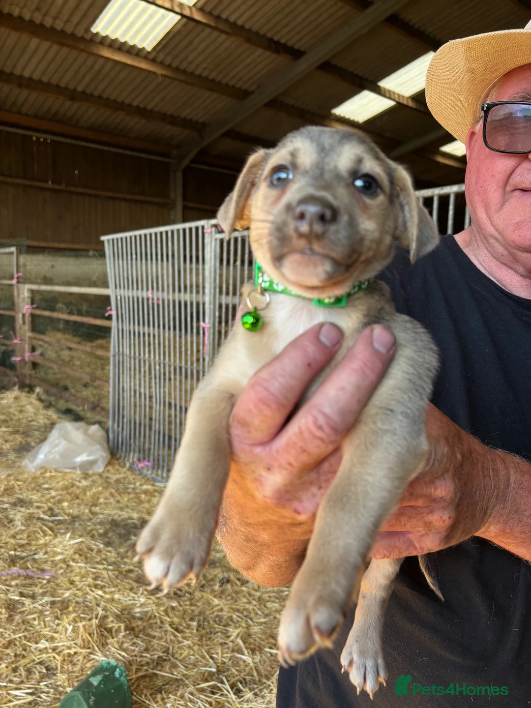Jack Russell dogs for sale: Lilac Jack Russell Puppies  - Advert 7