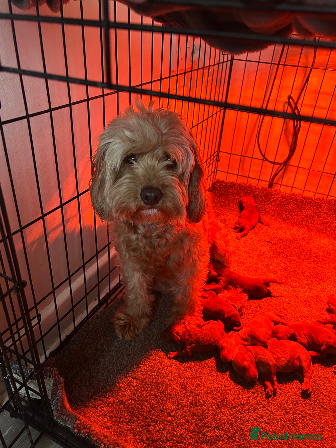 Cavapoo dogs for sale: Girl cavapoo - Advert 7