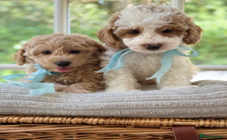 Mixed Breed dogs - Advert 2