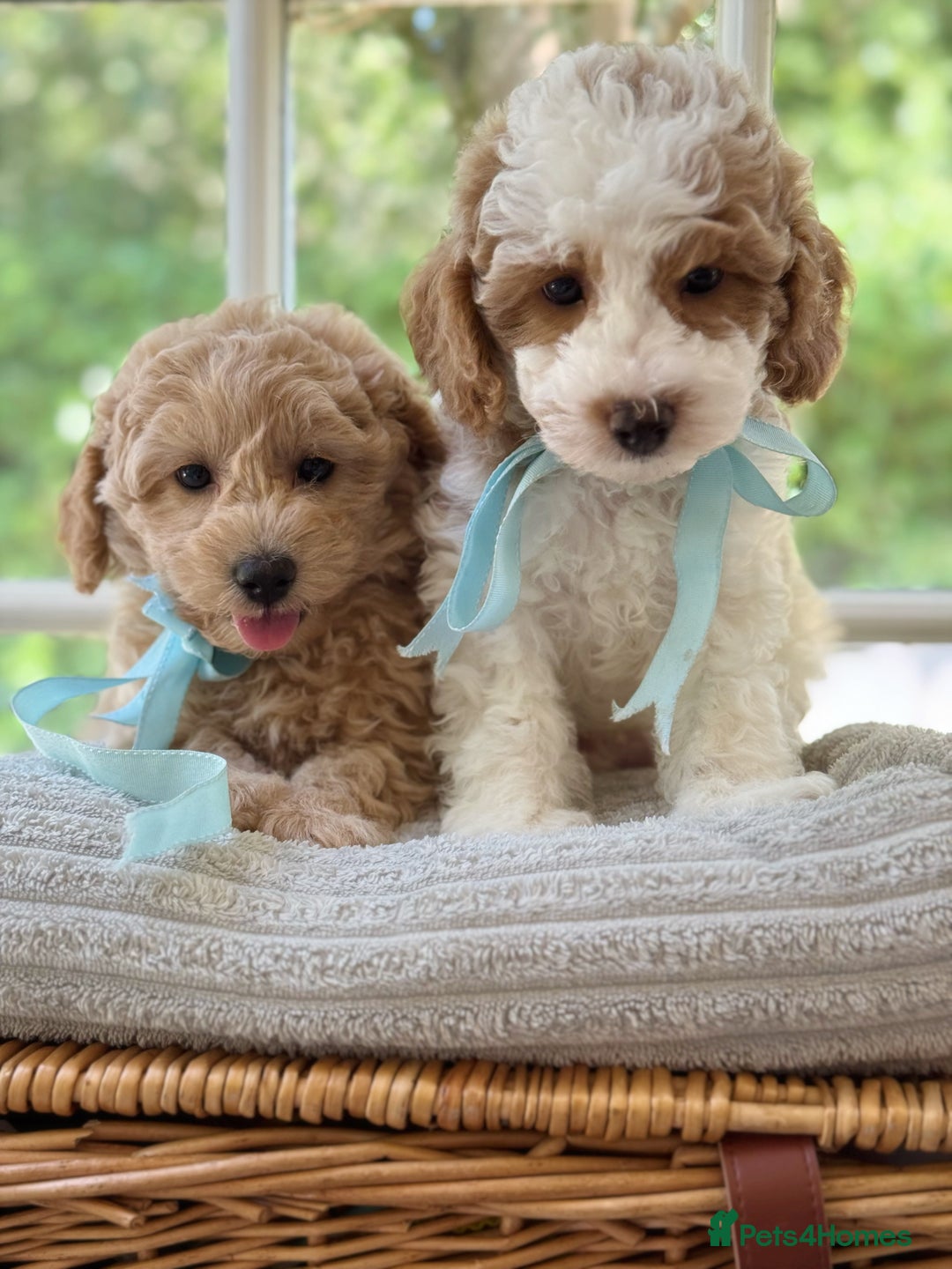 Mixed Breed dogs for sale: Teddy bear puppies - Image 1