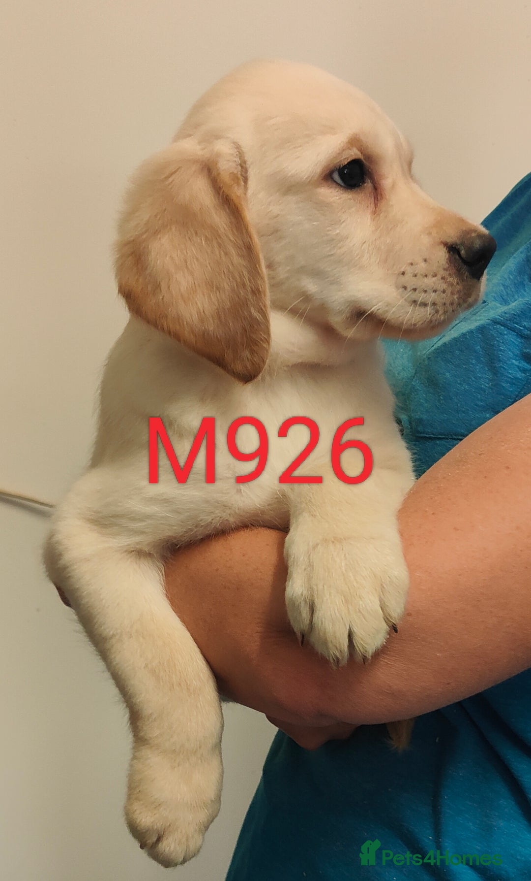 Goldador dogs for sale: Lovely Goldendor / Goldador Puppies - Image 2