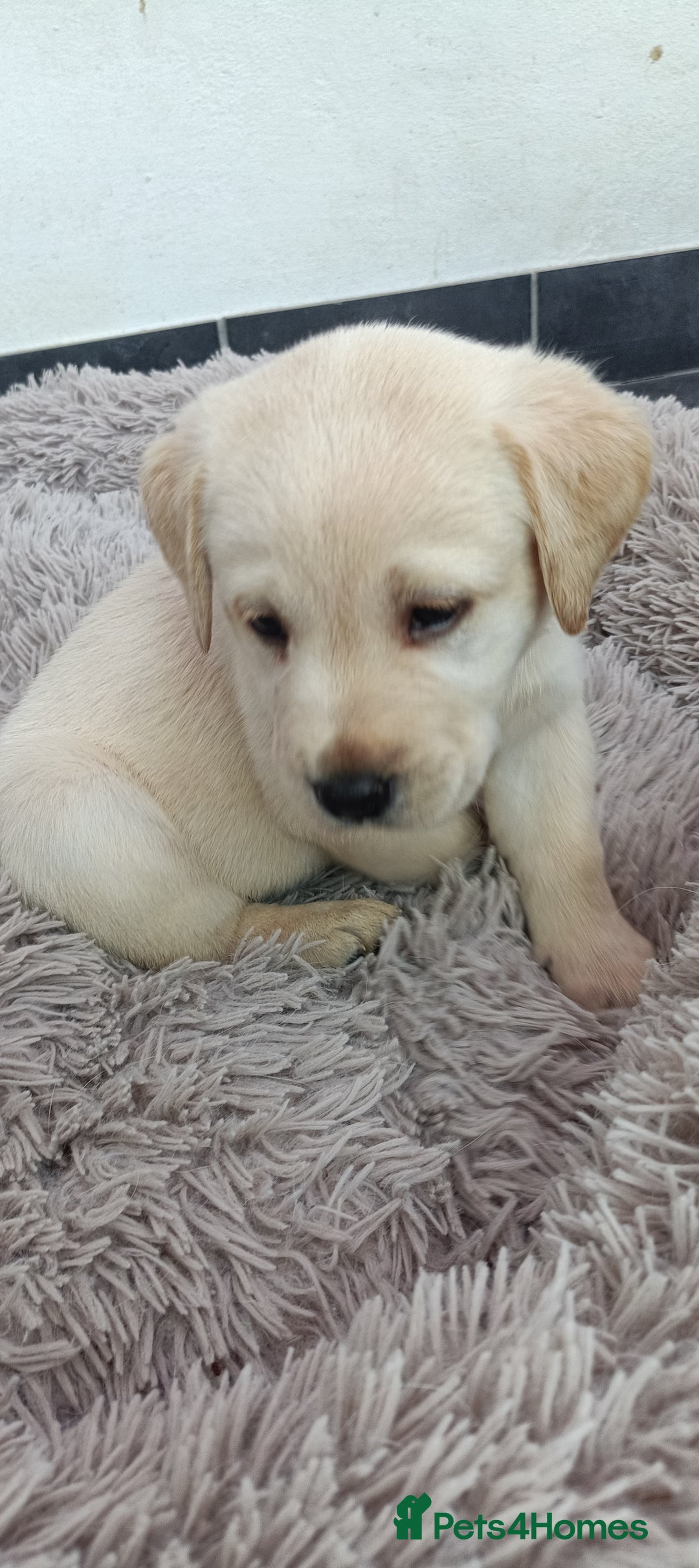 Labrador Retriever dogs for sale: Labrador puppies  - Image 13