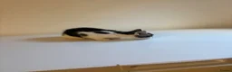 Mixed Breed cats for sale: 9 Adorable Mixed-Breed Kittens for Sale – £90  - Advert 8