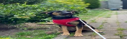 Mixed Breed dogs for adoption: ❤️GINA❤️  14-month-old perfect medium size girl in Burton-on-Trent - Advert 7