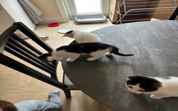 Mixed Breed cats for sale: Kittens for sale - Image 3