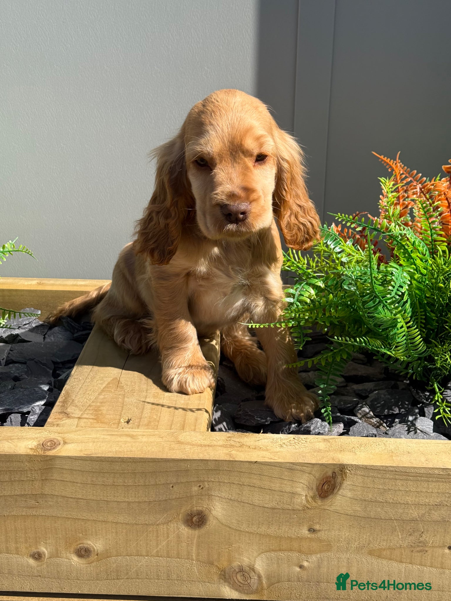 Cocker Spaniel dogs Stunning Show Cocker Spaniels  ready now  - Advert 18