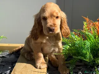 Cocker Spaniel dogs Stunning Show Cocker Spaniels ready now - Advert 18