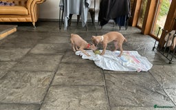 Italian Greyhound dogs for sale:  Beautiful Italian greyhound puppies  - Image 29