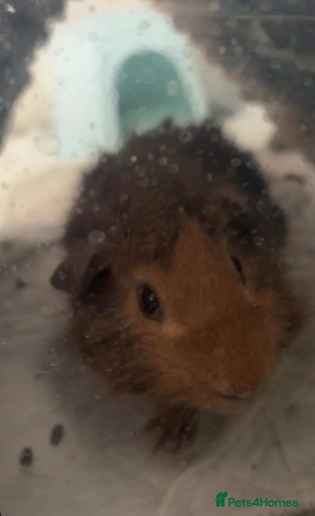 Guinea Pig rodents for sale: Ginger guinea pig in Loughborough - Advert 1