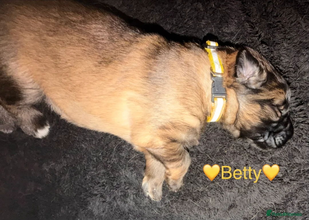 German Shepherd dogs for sale: 🐶🐶German Shepherd Puppies🐶🐶 - Advert 11