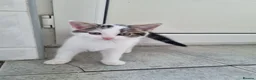American Shorthair cats for sale: Lovely kittens - Advert 8