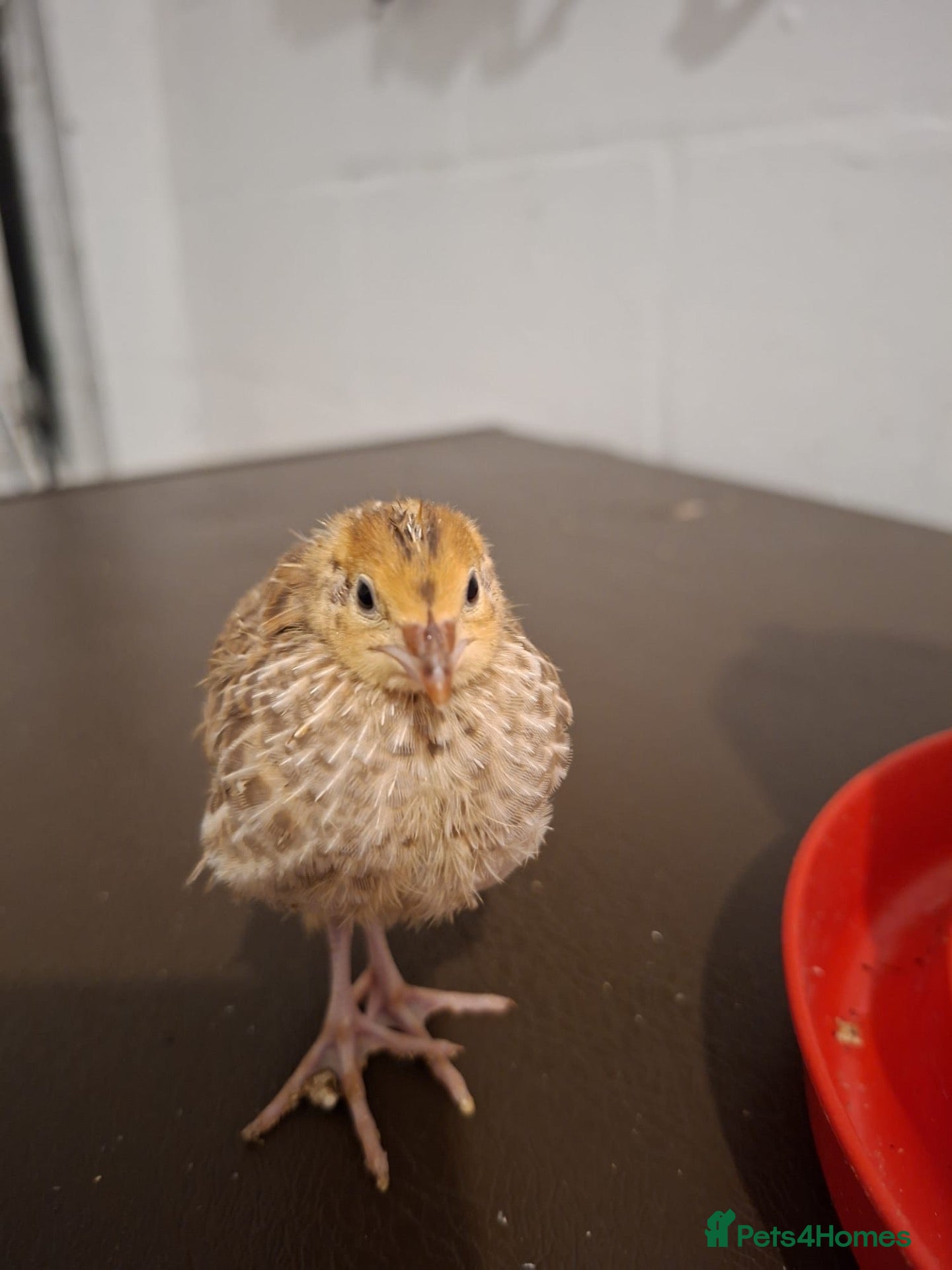 Quail poultry Mixed Japanese coturnix quail chicks - Advert 1