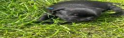 Staffordshire Bull Terrier dogs for sale: 2 fully DNA tested KC staff puppies  in Milton Keynes - Advert 4
