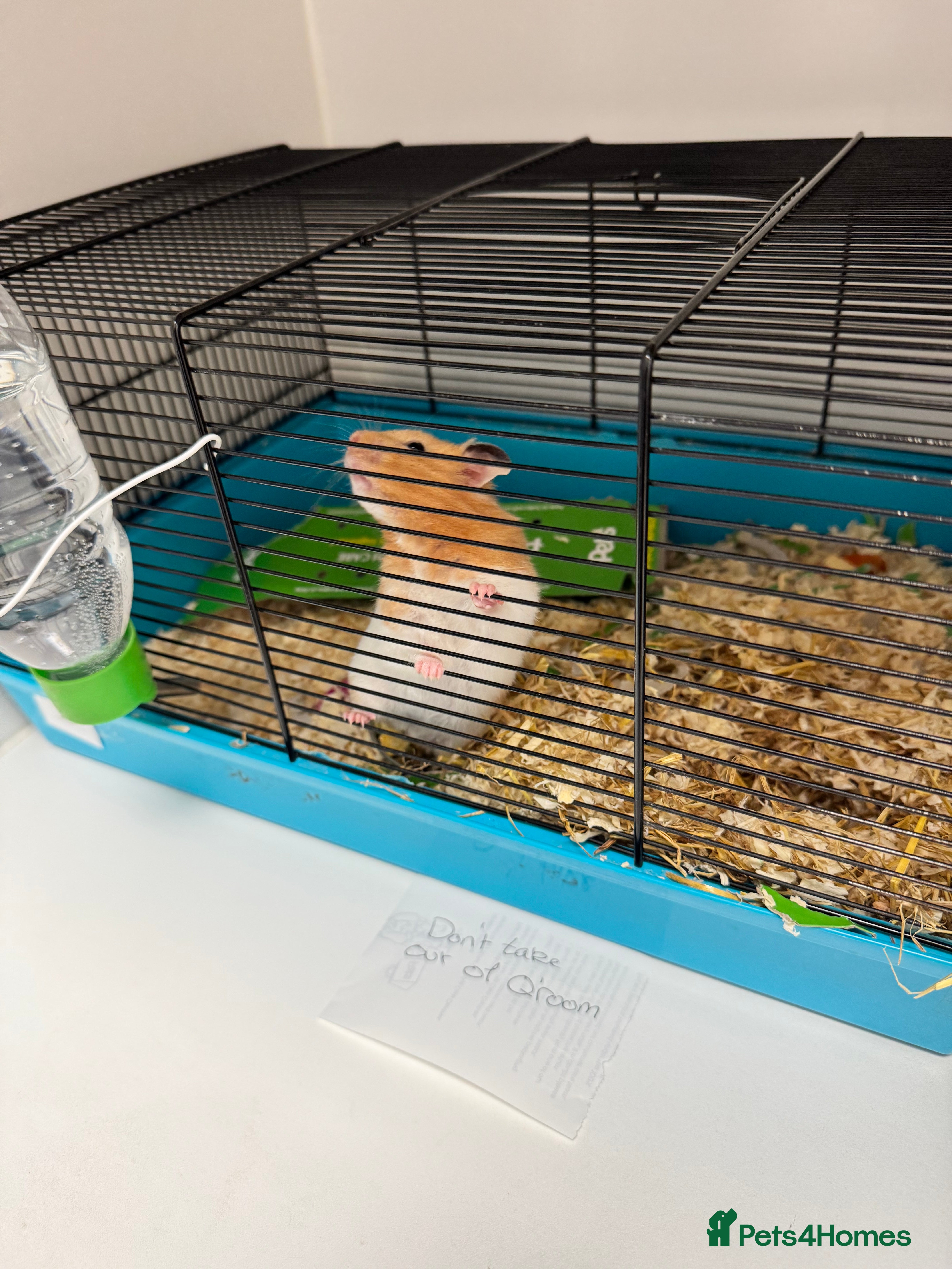 Hamster rodents Hamsters - Advert 1