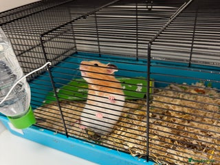 Hamster rodents Hamsters - Advert 1