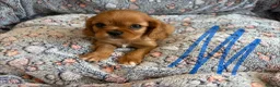 Cavalier King Charles Spaniel dogs for sale: Ruby&blenheim puppies  - Advert 5