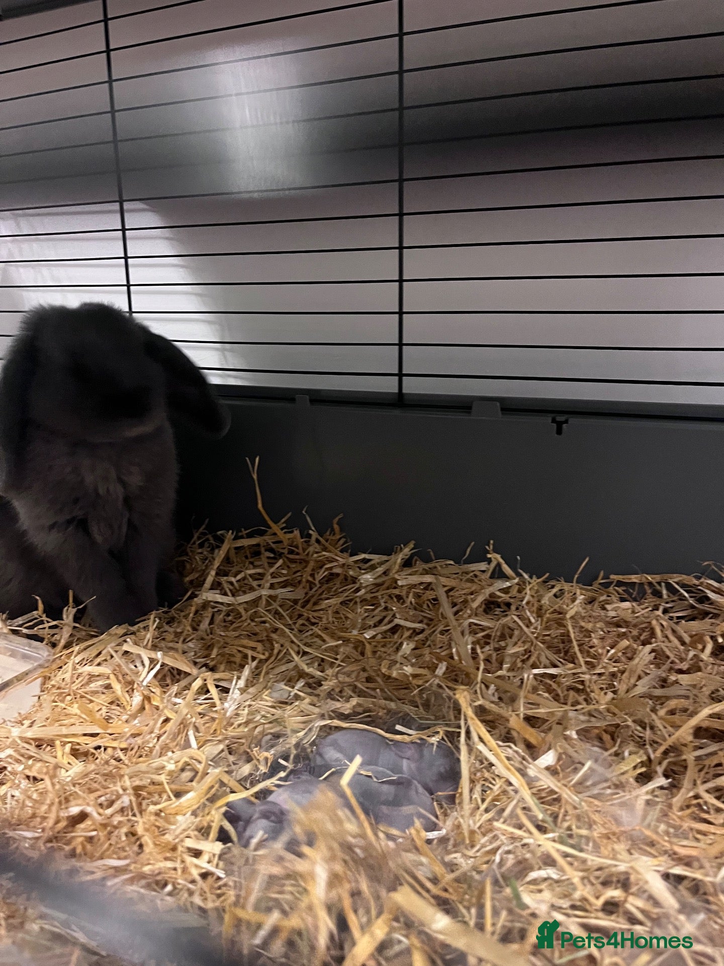 Mini Lop rabbits Beautiful Mini lop bunnies  - Advert 4