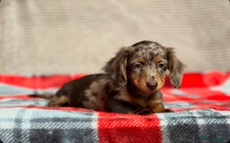 Miniature Dachshund dogs for sale: STUNNING CHOCOLATE LONG HAIRED BOYS - Image 10