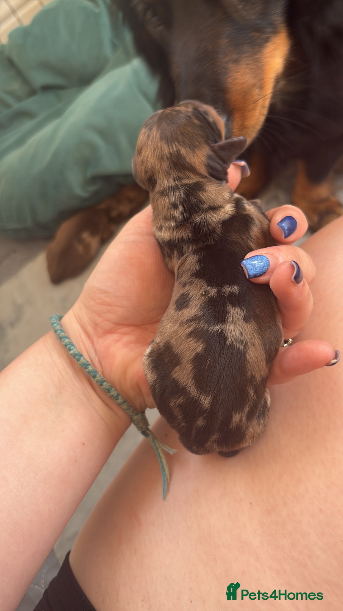 Miniature Dachshund Puppy 2 🩷