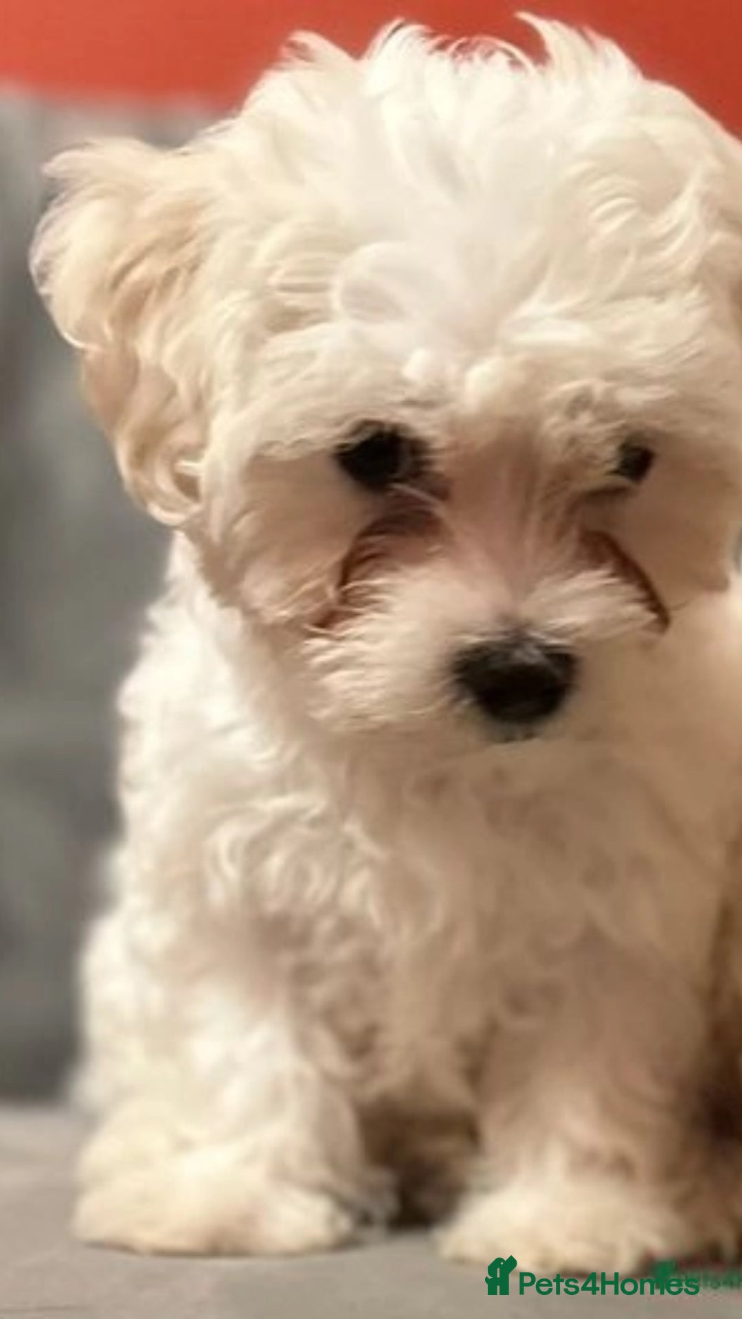 Bichon Frise dogs for sale: Two small Bichon Frise ready for their new home - Image 10