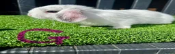 Mini Lop rabbits for sale: 💙🩷 Stunning Mini Lop Babies 🩷💙 - Advert 8