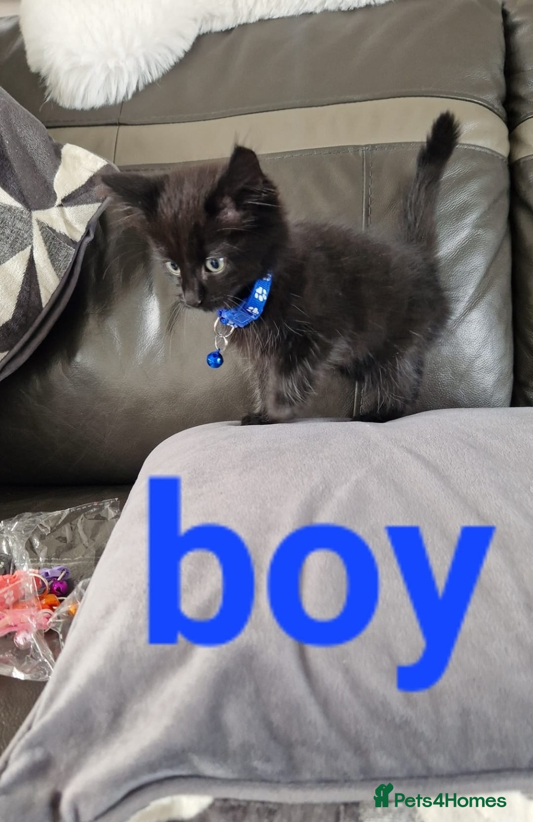 Mixed Breed cats for sale: 5 beautiful kittens  - Image 3