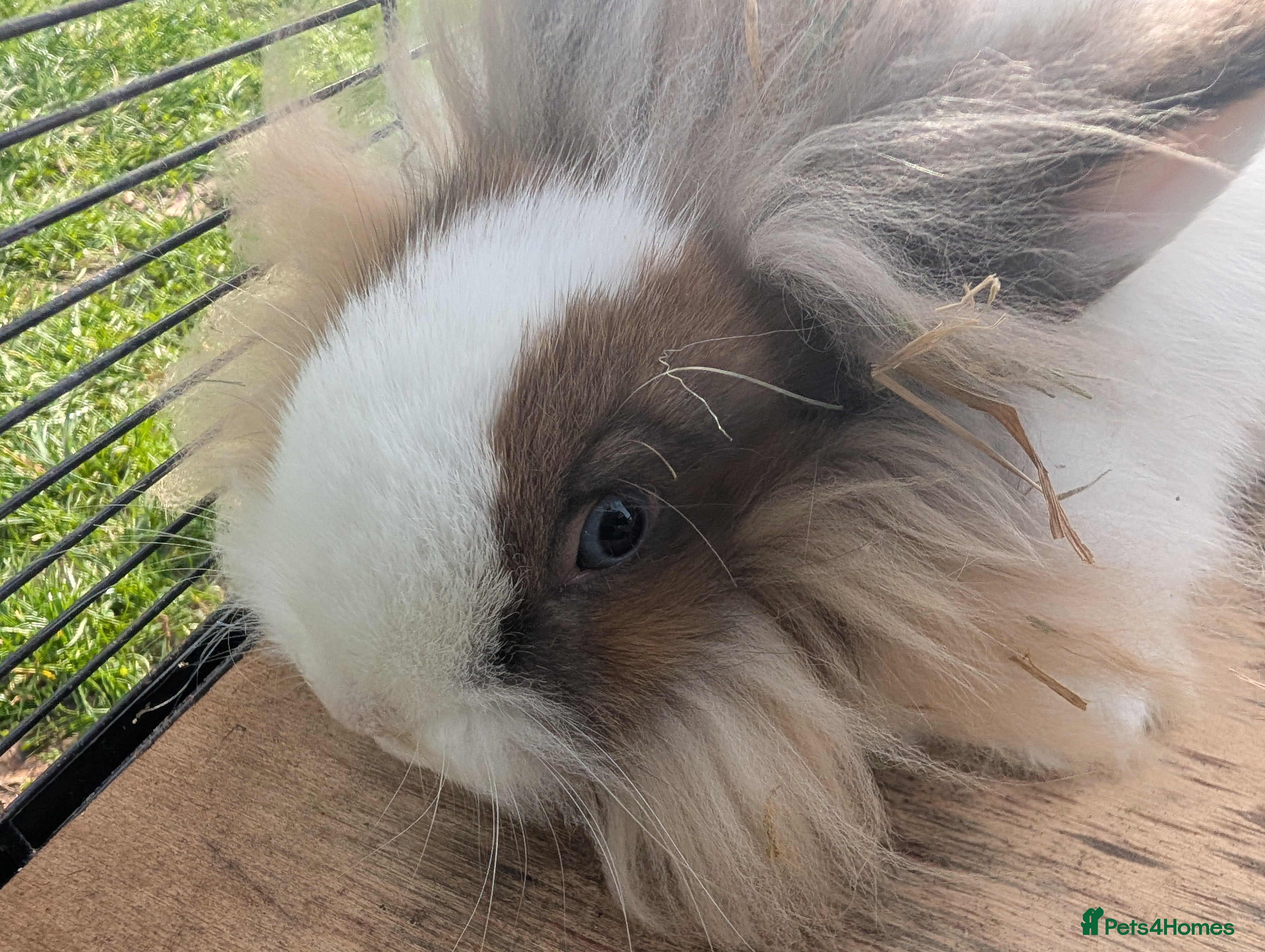 Lionhead rabbits 5 Fluffy Lion head bunnies for sale  - Advert 17