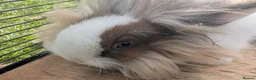 Lionhead rabbits for sale: 5 Fluffy Lion head bunnies for sale  - Advert 3