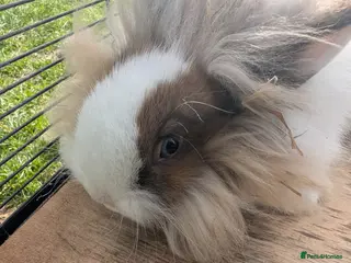 Lionhead rabbits 5 Fluffy Lion head bunnies for sale - Advert 17