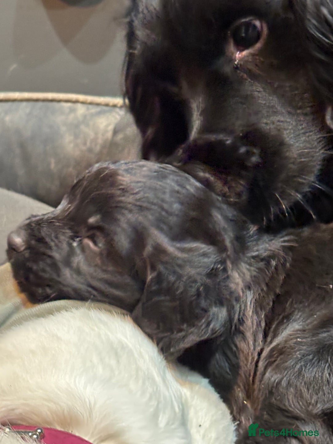 Cocker Spaniel dogs for sale: Cocker spaniel puppy - Advert 5