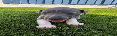 Puppy 3