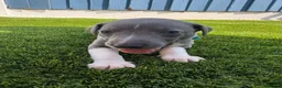 Whippet dogs for sale: Beautiful Blue & White Whippet Puppies - Advert 6