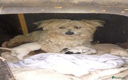 Mixed Breed dogs for sale: Cute puppies  - Image 4