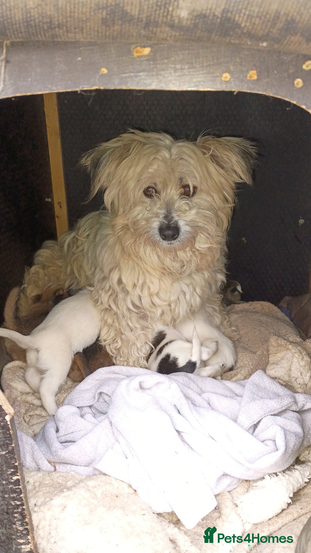 Mixed Breed dogs for sale: Cute puppies  - Image 4