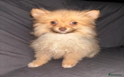 Pomeranian dogs for sale: Pomeranian females *READY TO LEAVE** - Image 7
