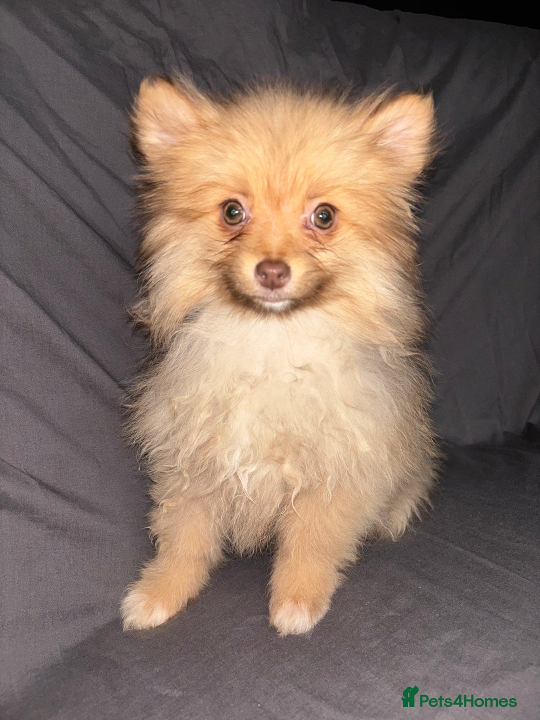 Pomeranian dogs for sale: Pomeranian females *READY TO LEAVE** - Image 7