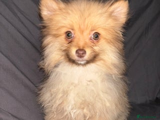 Pomeranian dogs - Advert 3