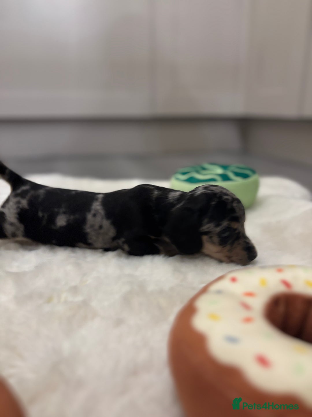 Miniature Dachshund dogs for sale: Miniature dachshund  - Advert 15