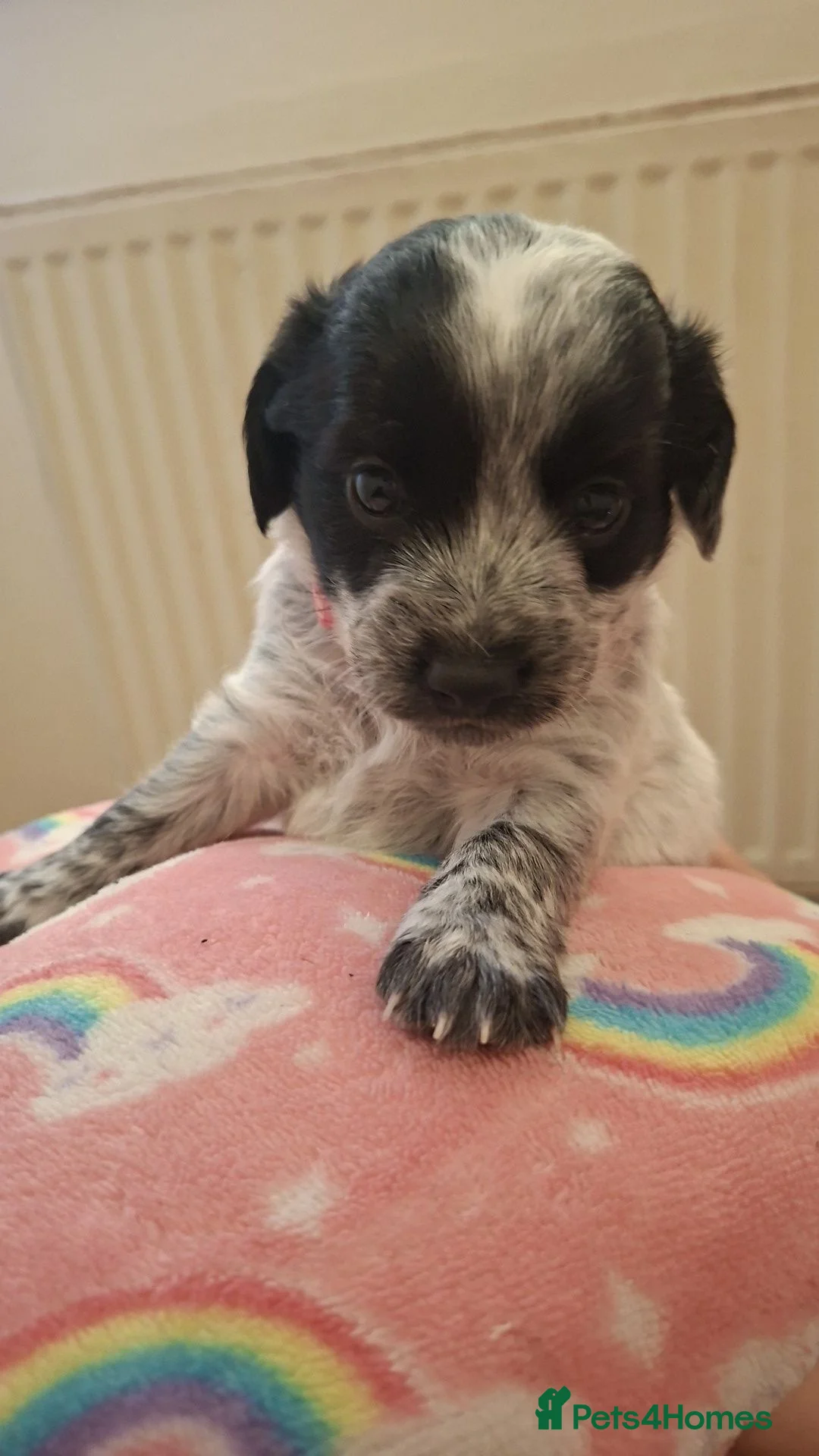 Mixed Breed dogs for sale: Jackapoos  - Advert 2