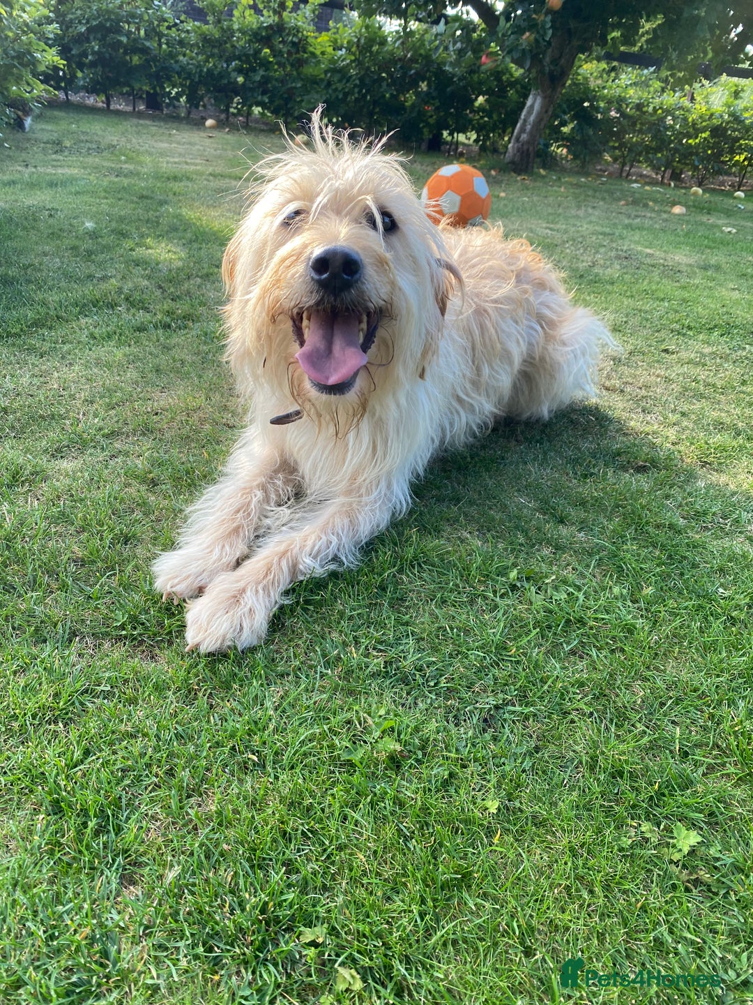 Labradoodle dogs for sale: 🌟 Beautiful Darcy — Yellow Labradoodle 🌟 - Image 1