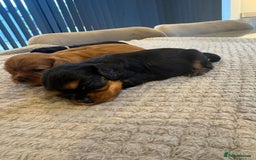 Cavalier King Charles Spaniel dogs for sale: 🐶5 generation kc registered tiny cavalier🐶 - Image 8